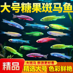 斑马鱼活体小型鱼苗观赏鱼耐活荧光冷水鱼好养淡水鱼热带鱼斑马鱼