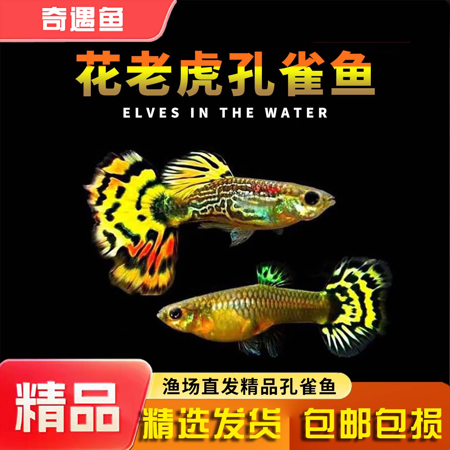 孔雀鱼纯种观赏鱼小型淡水好养