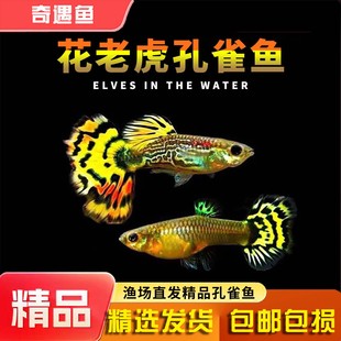 孔雀鱼活鱼苗观赏鱼热带小型鱼活体鱼淡水好养耐活精品花老虎孔雀
