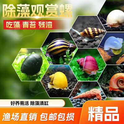 观赏螺苹果螺黄金黑金刚杀手除藻除粪彩蛋斑马淡水小宠物鱼缸冷水