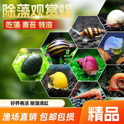 观赏螺苹果螺黄金黑金刚杀手除藻除粪彩蛋斑马淡水小宠物鱼缸冷水