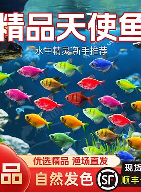 天使鱼观赏鱼纯天然鱼群小型鱼淡水鱼好养耐活喂食学生宝妈宠物