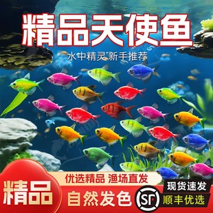 天使鱼观赏鱼纯天然鱼群小型鱼淡水鱼好养耐活喂食学生宝妈宠物