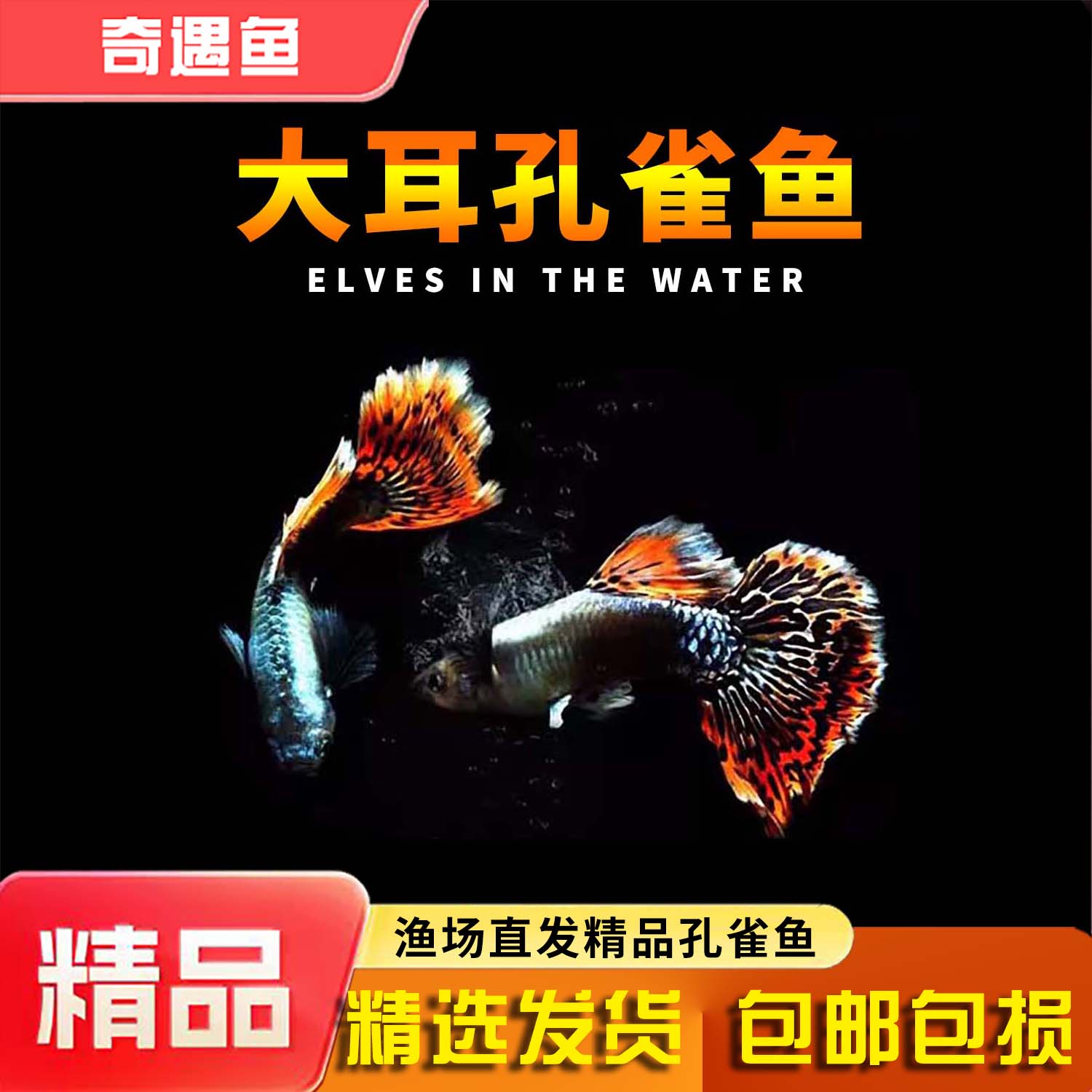 孔雀鱼大耳孔雀鱼观赏鱼小型热带鱼淡冷水好养金鱼小鱼胎生鱼苗