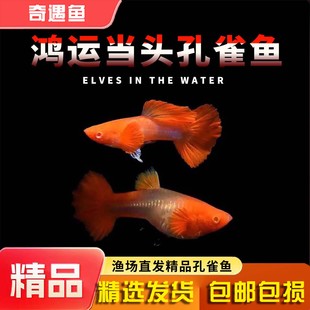 孔雀鱼活鱼苗观赏鱼热带小型鱼活体鱼淡水好养耐活精品鸿运当头