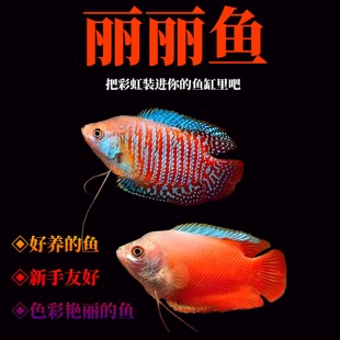 五彩丽丽草缸淡水鱼血丽丽鱼练手鱼宠物鱼好养耐活打氧气观赏鱼
