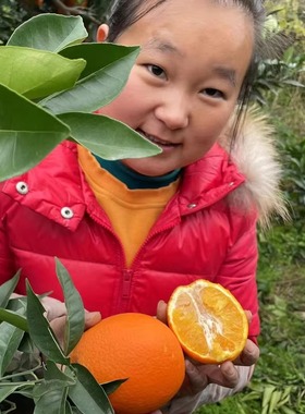 新鲜带叶重庆奉节脐橙纽荷尔橙子带箱20斤10斤盛仁佐直播现场选果