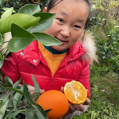 重庆奉节纽荷尔脐橙现摘现发