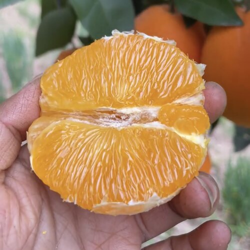 重庆奉节伦晚脐橙新鲜带叶