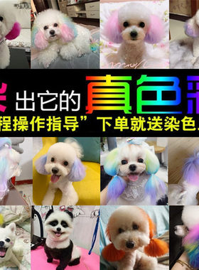 简界宠物染色狗狗渐变色猫咪彩虹