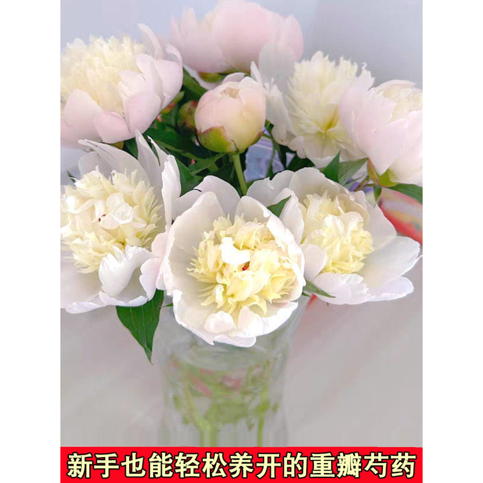 四川重瓣芍药鲜切花家庭插花凤羽落金池鲜花川粉兰梦四月花神鲜花