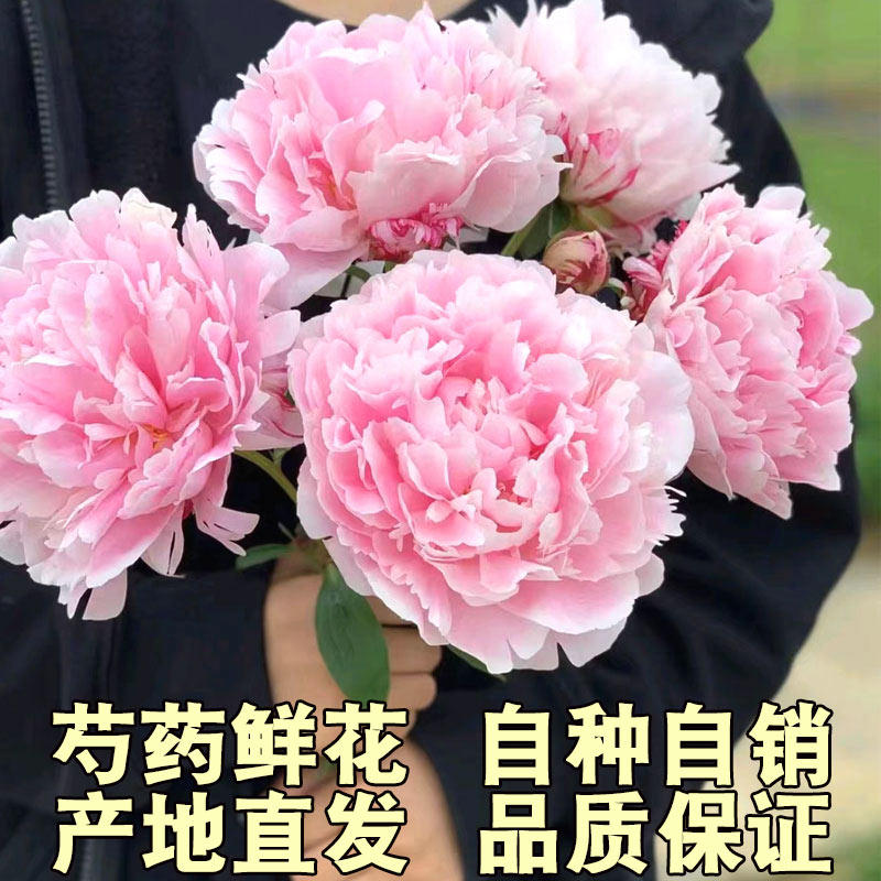 芍药鲜花山东重瓣观赏鲜切花情人节油画牡丹家庭插花混搭水培花束