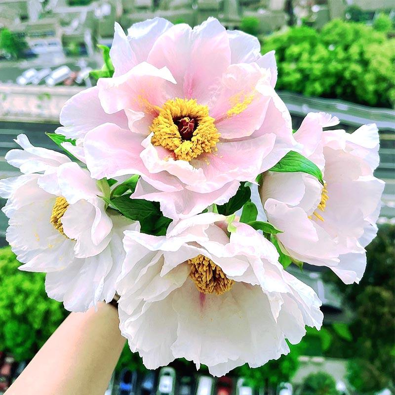 油画牡丹鲜花四川重瓣观赏水养芍药鲜切花家庭插花母亲节混搭花束