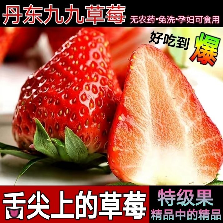 现摘正宗丹东99草莓可免洗直接吃