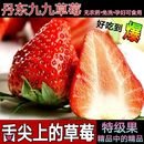 3斤装 卖草莓 包邮 辽宁丹东东港99草莓新鲜水果超大特大顺丰 小强