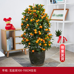 金桔树盆栽年桔带果大型橘子树客厅招财四季桔年宵花新年装饰绿植