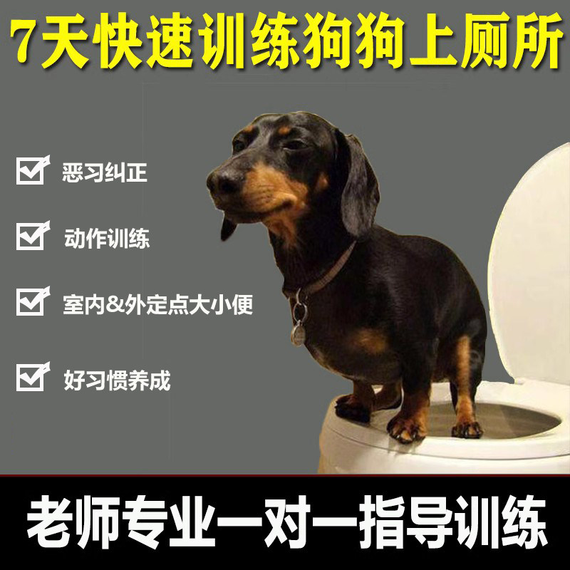 训狗教程一对一视频指导训练宠物金毛约克夏狗厕所尿垫上厕所神器