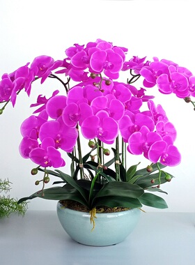 仿真手感软胶蝴蝶兰盆栽高档兰花玄关电视柜装饰紫粉黄色花艺摆件