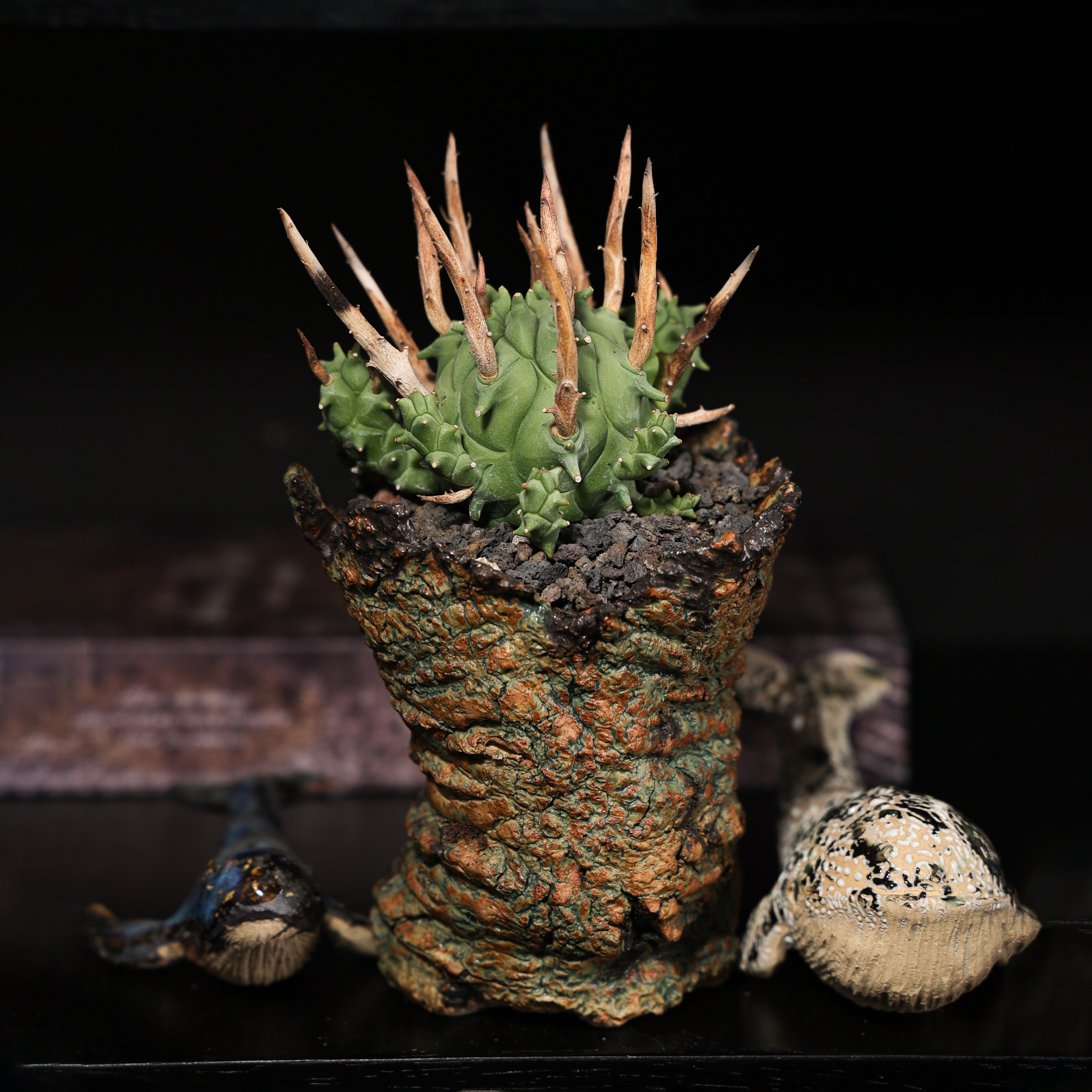 【朴原】斗牛角 Euphorbia schoenlandii 大戟新品首发多肉盆栽,鲜花速递/花卉仿真/绿植园艺,多肉植物,淘宝优惠券,粉丝福利购,淘宝优惠卷