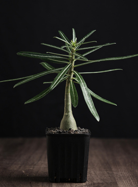 【朴原】坦桑尼亚沙漠玫瑰 Adenium sp.Tanzania 粉色沙玫块根
