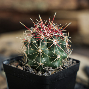 【朴原】大统领 Thelocactus bicolor 仙人球盆栽多肉阳台绿植物