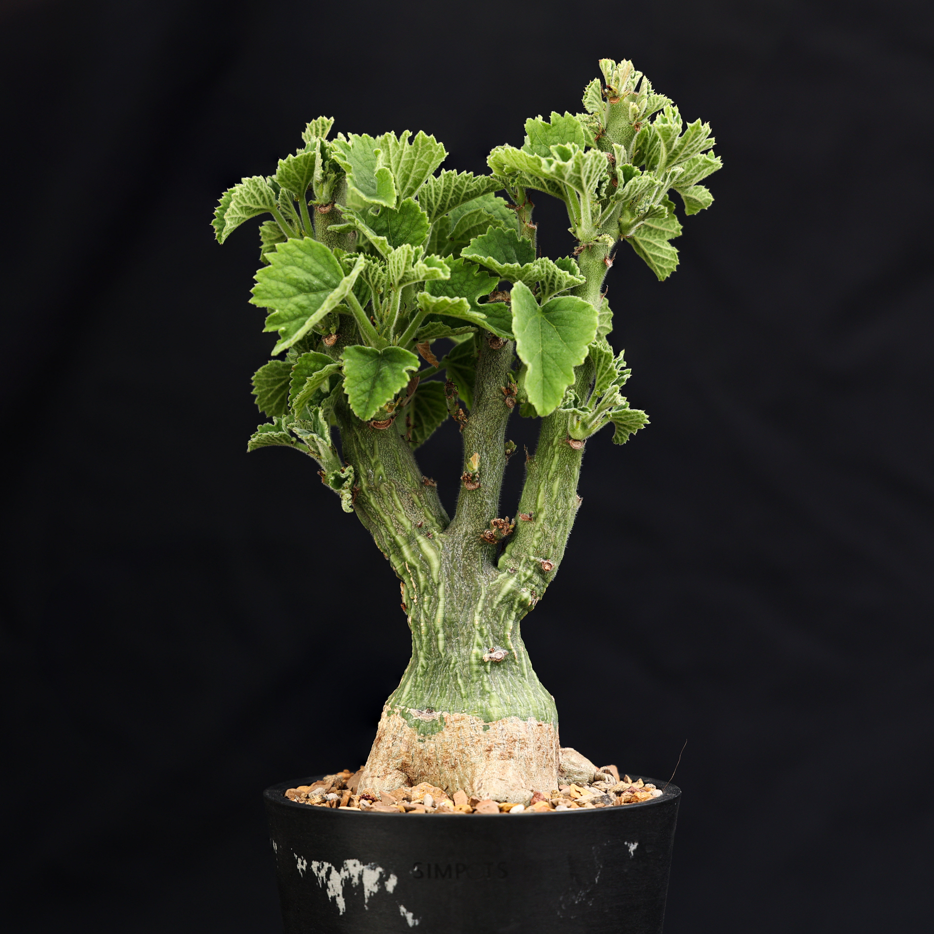 【朴原】圣果西番莲 Adenia keramanthus 潮流块根多肉盆栽植物,鲜花速递/花卉仿真/绿植园艺,绿植,淘宝优惠券,粉丝福利购,淘宝优惠卷