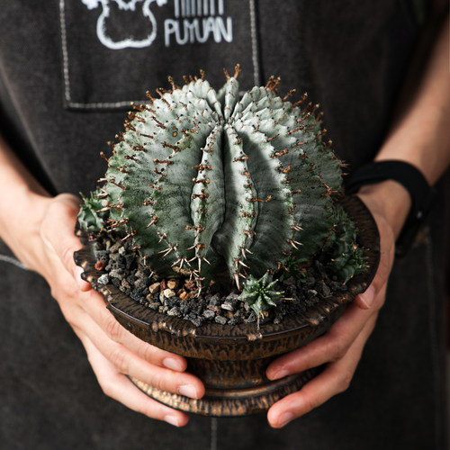 魁伟玉大戟阳台绿植多肉潮流块根