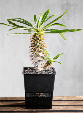 【朴原】安博棒槌 Pachypodium ambongense 经典潮流块根植物