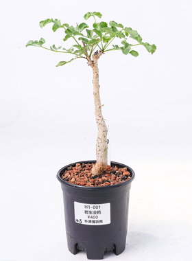 【朴原】岩生没药 Commiphora saxicola 珍奇块根盆景绿植