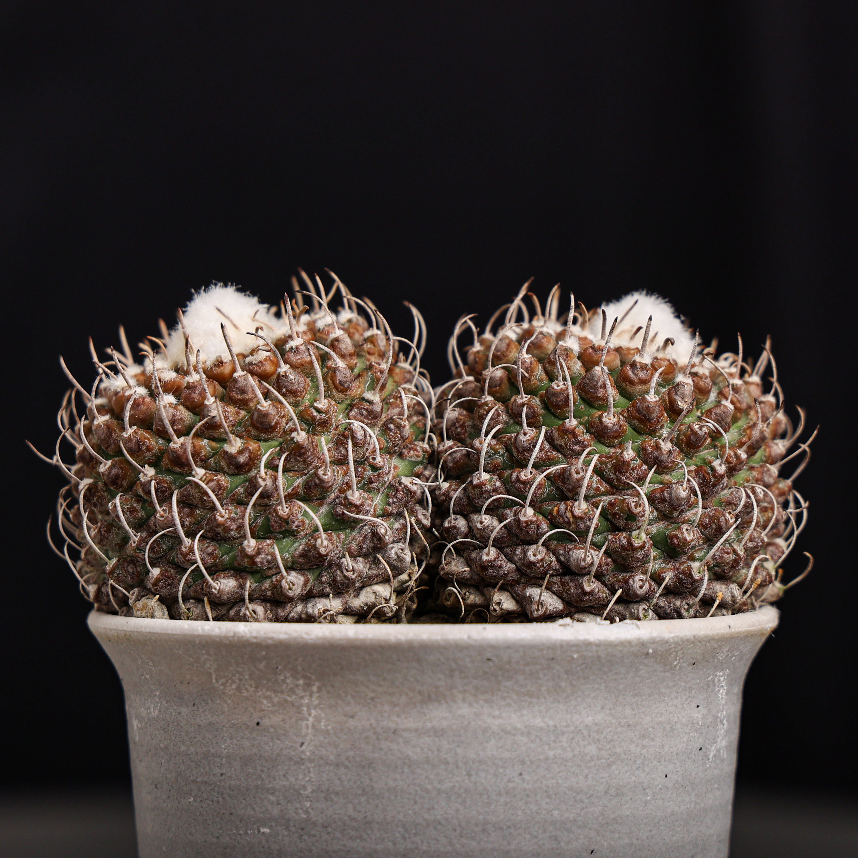 实生安德森阳台好种好养仙人球