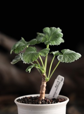 【朴原】枝干洋葵 Pelargonium mirabile 珍稀绿植盆栽多肉块根