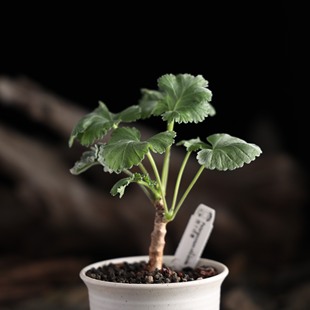 【朴原】枝干洋葵 Pelargonium mirabile 珍稀绿植盆栽多肉块根