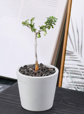 【朴原】霍戴没药commiphora hodai 珍奇块根盆景绿植