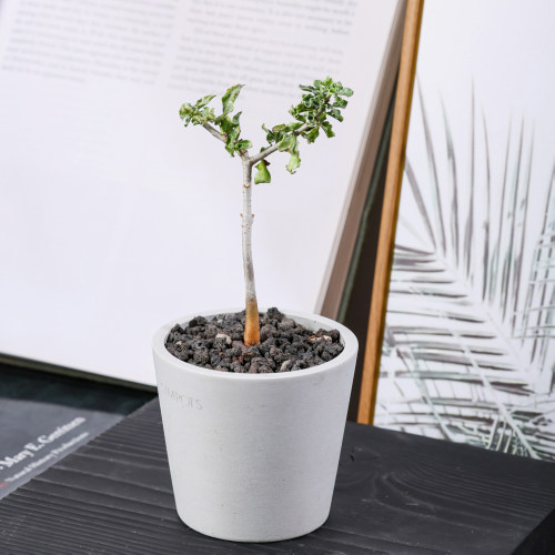 【朴原】霍戴没药commiphora hodai 珍奇块根盆景绿植
