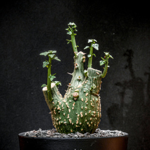 【朴原】球腺蔓 Adenia globosa 西番莲科块根绿植盆栽多肉