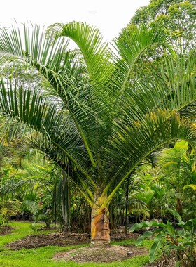 【朴原优选】卡尔金果椰 Chrysalidocarpus carlsmithii 棕榈科