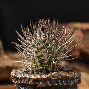 【朴原】升龙丸Turbinicarpus schmiedickeanus实生仙人球多肉