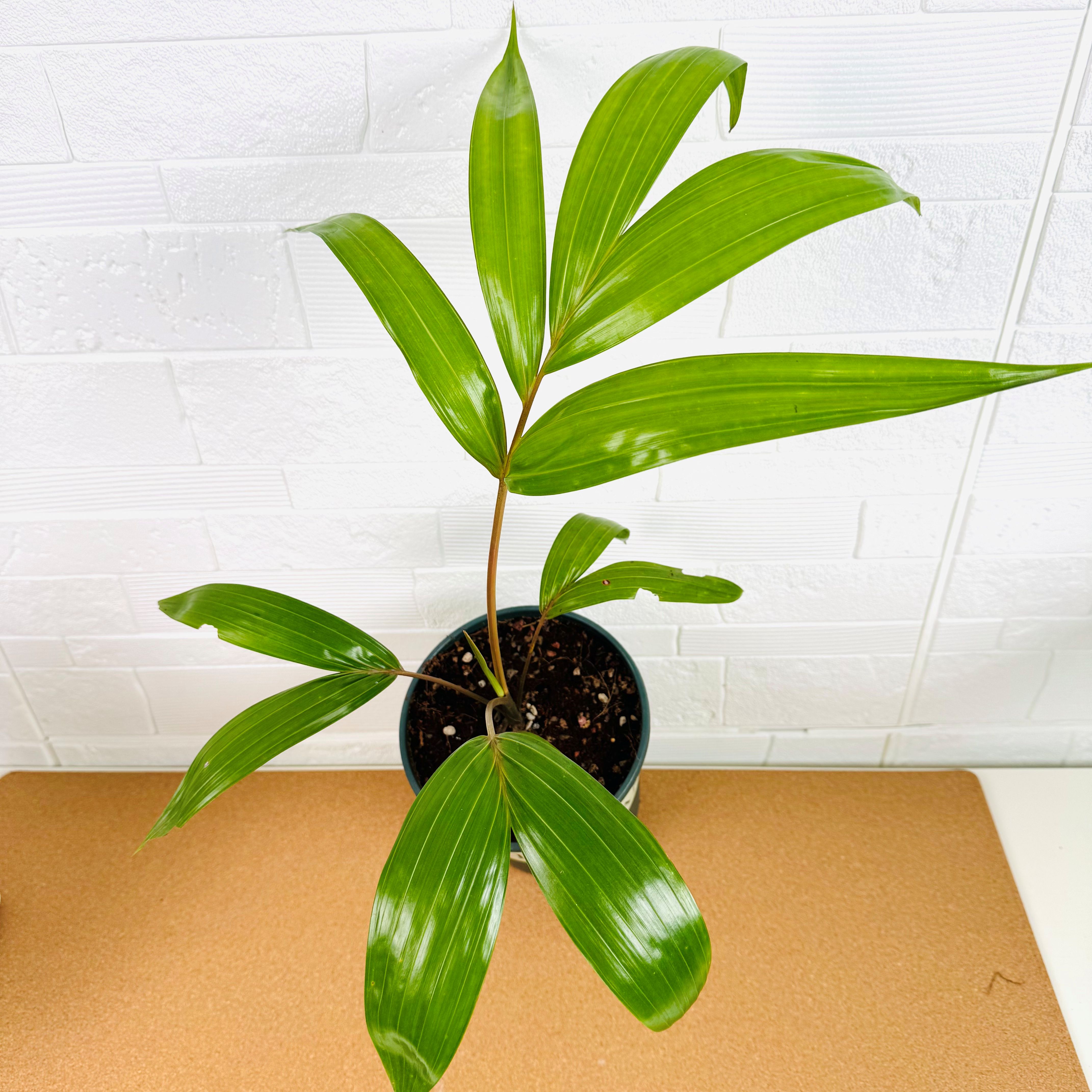 棕榈科室内盆栽庭院种植