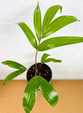 【朴原优选】披针叶金果椰 Chrysalidocarpus lanceolata 棕榈科