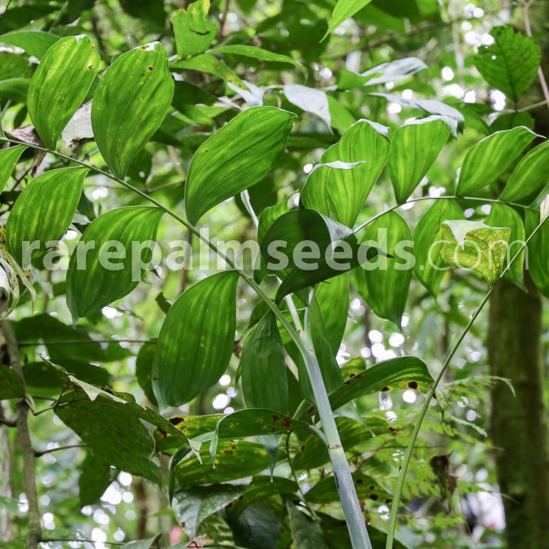 朴原棕榈科热植室内盆栽ins风