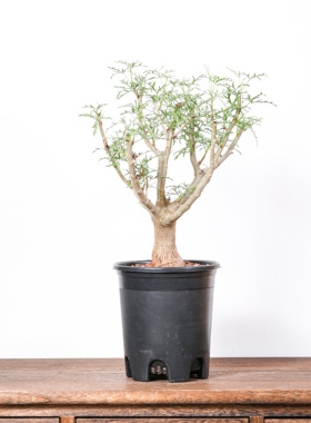 【朴原】飞羽没药Commiphora gracilifrondosa 珍奇块根盆景绿植