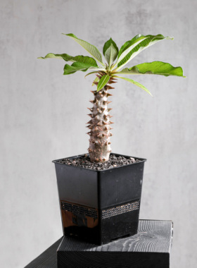 【朴原】巴氏/巴洛尼棒槌  Pachypodium baronii 红花块根植物