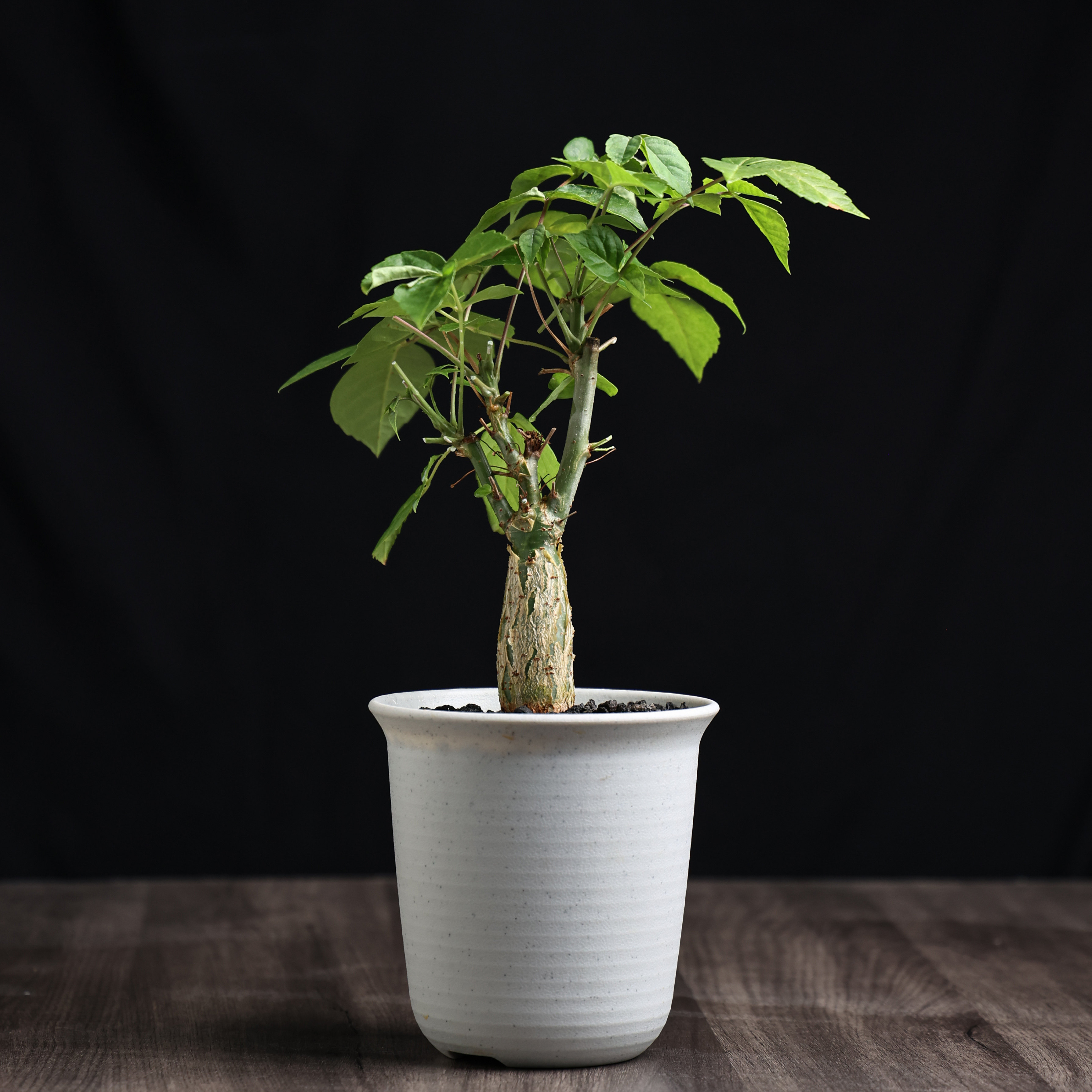 【朴原】尤尼罗巴没药 Commiphora unilobata 芳香观叶盆景绿植