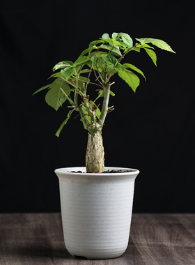 【朴原】尤尼罗巴没药 Commiphora unilobata 芳香观叶盆景绿植