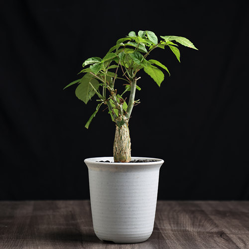 芳香绿植尤尼罗巴没药块根盆栽