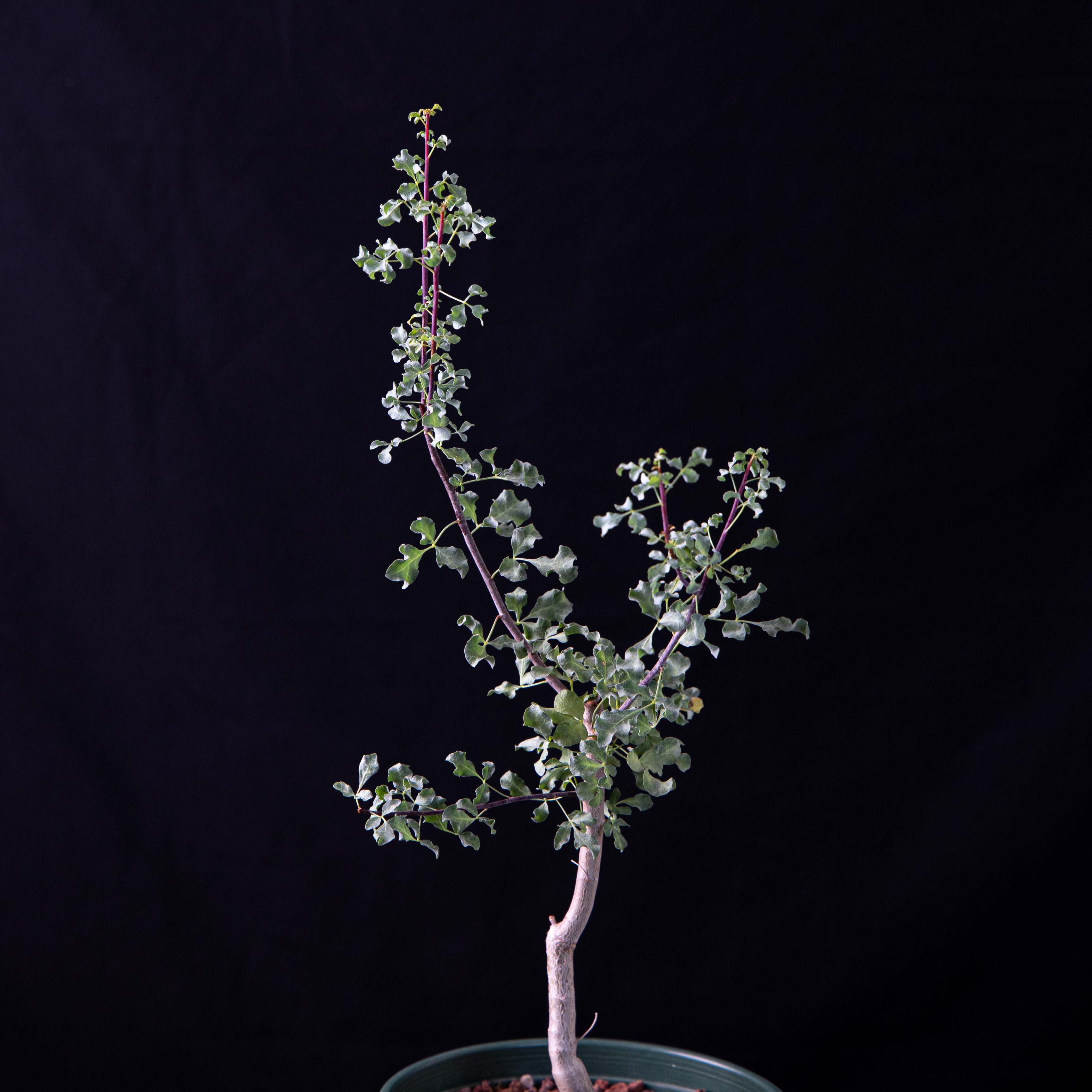 【朴原】卡塔夫 Commiphora kataf 白皮橄榄珍奇潮玩块根盆栽