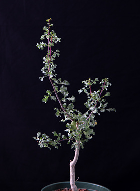 【朴原】卡塔夫 Commiphora kataf 白皮橄榄珍奇潮玩块根盆栽