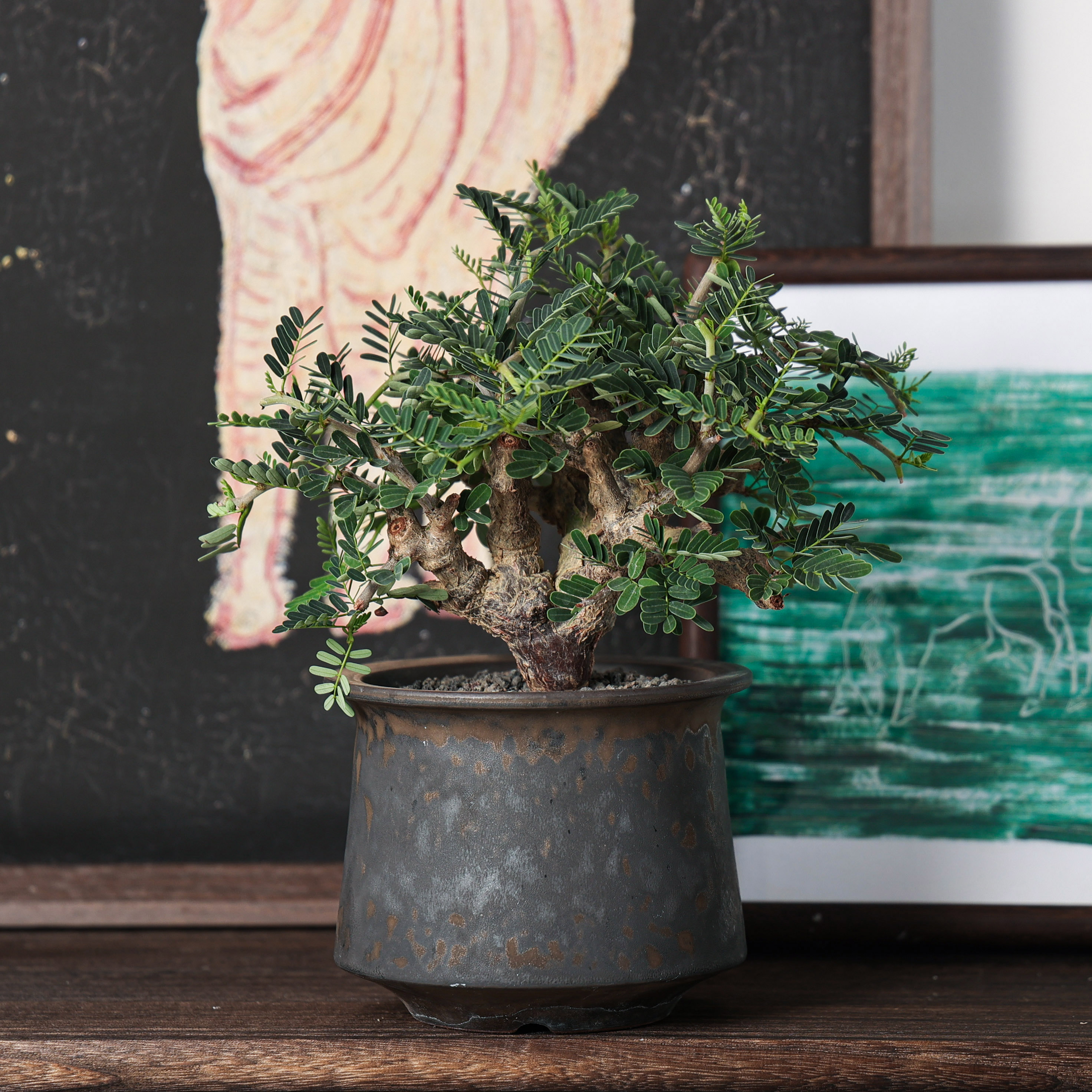 【朴原】沙漠苏木 Senna meridionalis 潮流块根盆栽造型树形绿植