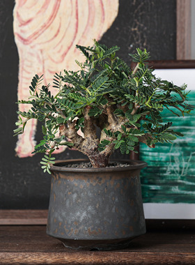 【朴原】沙漠苏木 Senna meridionalis 潮流块根盆栽造型树形绿植