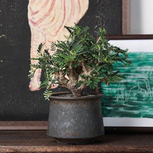 【朴原】沙漠苏木 Senna meridionalis 潮流块根盆栽造型树形绿植